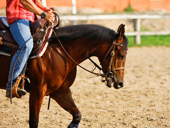 Massimo-Bellani-reining-doma-puledro-03 Massimo-Bellani-reining-doma-puledro quarter horse