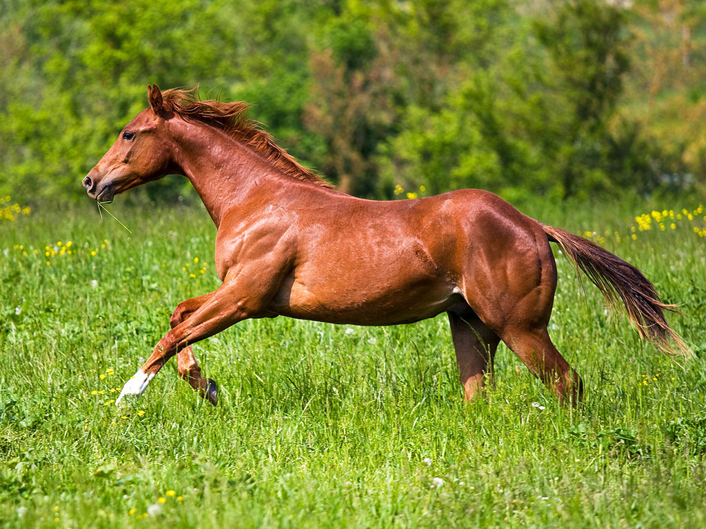 Massimo-Bellani-reining-profiling-puledro-quarter-horse Massimo-Bellani-reining-profiling-puledro-quarter-horse