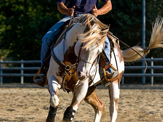 Massimo Bellani Reining addestramento cavallo paint horse Massimo Bellani Reining addestramento cavallo paint horse